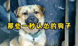 小狗搞笑视频,小狗搞笑视频集锦